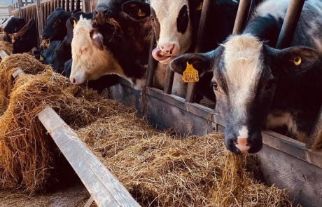 Farm CCTV & Smart Wifi Solutions Ilton Farm – A Case Study Cows eating hay from a trough